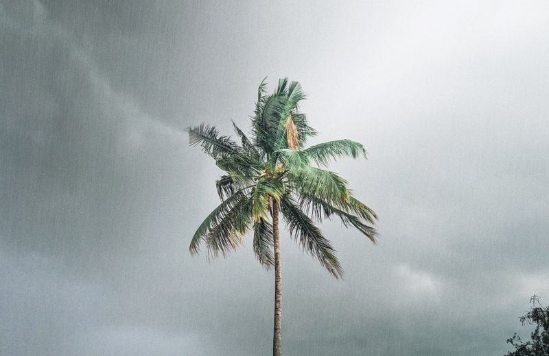 Palm tree against a stormy Florida sky during a power outage